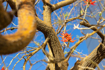 Tree greenery and a few branches