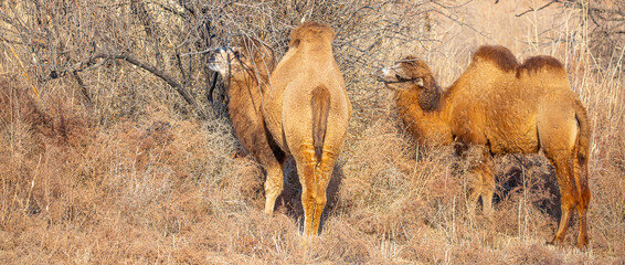 Camel caravan goes through the steppes of Kazakhstan in search of food. Arid desert steppe. The concept of heat and drought.