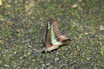 Aosujiageha (Common Bluebottle, Graphium sarpedon), butterfly, water supply in the wood. Close up macro photograph.