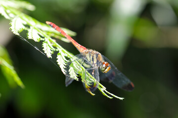 Japanese Red dragonfly 