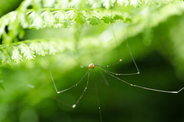 Creapy looking long leg Akasabizatomushi (Gagrellula ferruginea) insect, hiding under the Fern.