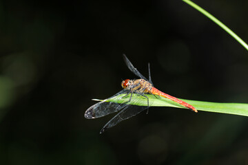 Japanese Red dragonfly 