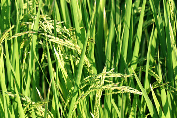 Young green ear of rice plant texture.