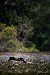 Anhinga anhinga