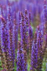 Fototapeta premium Field of blooming sage in bright sunlight. Salvia officinalis or sage, perennial plant, blue purple flowers