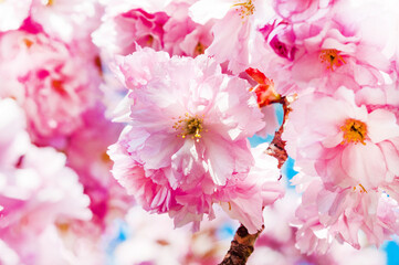 Beautiful floral background of Japanese cherry sakura, close-up of a branch with pink flowers of a cherry tree in full bloom in a garden on a sunny spring day,