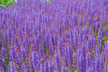 Field of blooming sage in bright sunlight. Salvia officinalis or sage, perennial plant, blue purple flowers