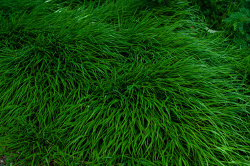 Naklejka na ściany i meble evergreen grass growing in a dense cushion, beautiful green background