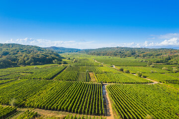 Fototapeta na wymiar Vrbnik vineyards, aerial view, Island of Krk, Croatia