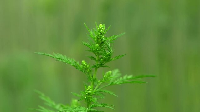 sweet annie, chinese medicinal herb with leaves in a closeup on a green. blurred background