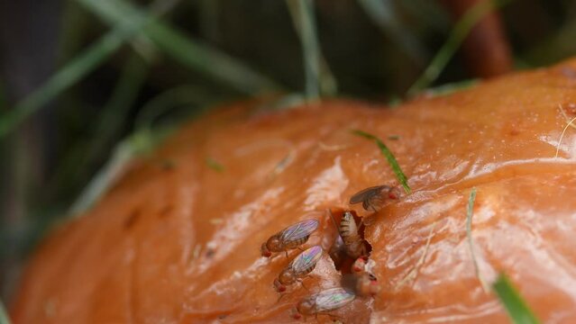 fruit flies on a rotten apple, macro of the flies at a hole of a rotten apple
