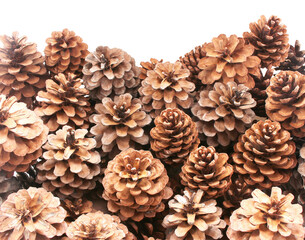dried pine cones coniferous on transparent background png file