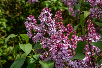 A branch of lilac lilac on a background of green leaves. Spring