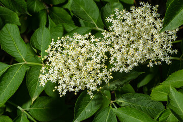 Elder is commonly used in herbal medicine. Good for respiratory problems