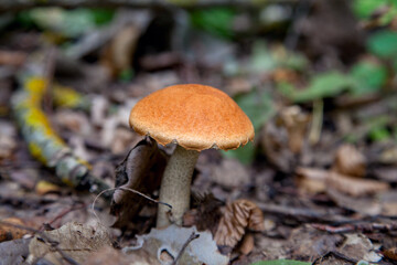 Single red boletus mushroom in the wild. Red boletus mushroom grows on the forest floor at autumn season..