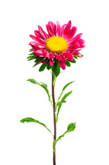 pink aster isolated on white background
