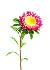 pink aster flower on a white background