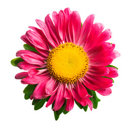 pink aster flower on a white background