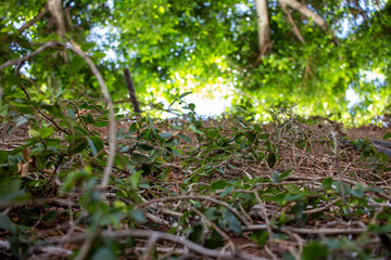 Tree greenery and a few branches