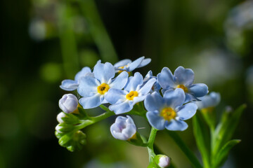 Beautiful small light blue and white meadow flowers. Fresh spring tiny blossoms. Forget me not blooming on green grassy background. Myosotis, alpestris, scoprion grass, scorpioides