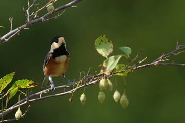 varied tit in a forest