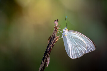 White butterfly