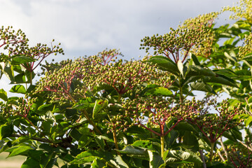 Growing elderberry unripe fruits after rain in the garden