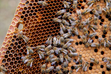 Working bees in a hive on honeycomb. Bees inside hive with sealed and open cells for their young..