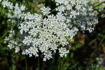 Daucus carota inflorescence, showing umbellets. White small flowers on garden. Blooming vegetables in the garden