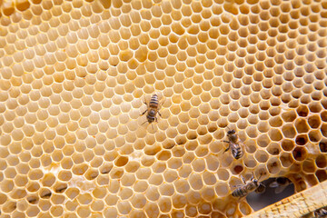 Close up view of working bees on honeycomb..