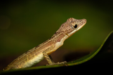 Anole