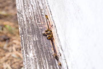 Swarming bees at the entrance of white beehive in apiary..