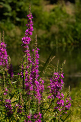 Lythrum salicaria pink flowers, purple loosestrife, spiked loosestrife, purple lythrum on green meadow