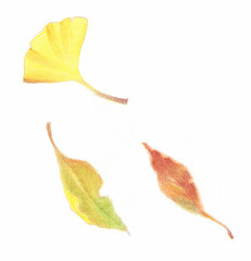 Naklejka premium 植物