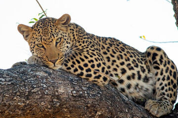 A female leopard isolated resting up in a tree in the African wilderness