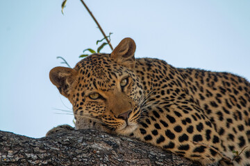 A female leopard isolated resting up in a tree in the African wilderness
