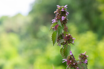 Deaf nettle blooming in a forest, Lamium purpureum. Spring purple flowers with leaves close up
