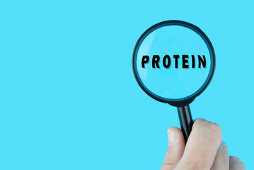 Focused on diet and ratio of protein, fats and carbohydrates. Word protein under magnifying glass. Nutrition research. 