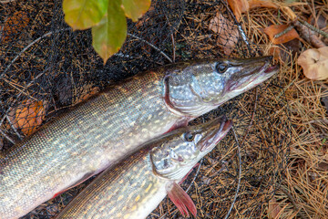 Freshwater pike fish. Two Freshwater pikes fish lies on keep net at autumn time..