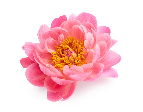 Pink peony flower isolated on white background