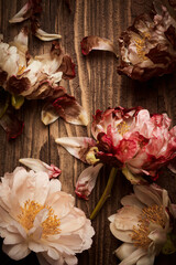 A few flowers of dry peony on a vintage wooden planks backdrop