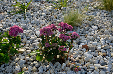 ornamental flowerbed with perennials and stones made of gray granite, mulched pebbles in the city garden, prairie, ornamental grass, terrace by the pool mulching pebbles - obrazy, fototapety, plakaty