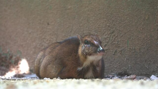 Timid and solitary hoofed mammal, lesser mouse-deer, tragulus kanchil, pregnant mother resting and relaxing on the ground at Langkawi wildlife park, Malaysia, close up handheld motion shot.