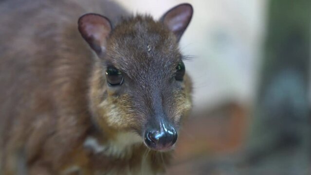Close up handheld motion shot of a smallest hoofed mammal, lesser mouse-deer, tragulus kanchil, pregnant mother munching on feeds at Langkawi wildlife park, Malaysia.