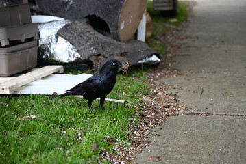 Little raven, corvus mellori, gathering materials for constructing a nest from a pile of rubbish on a nature strip, during a rainy day
