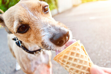 Portrait of funny little dog happily licking vanilla ice cream in waffle cone. Cute adorable pets. Walk with puppy around the city on hot sunny summer day. Dogs and sweets. Selective focus, sunbeam - obrazy, fototapety, plakaty