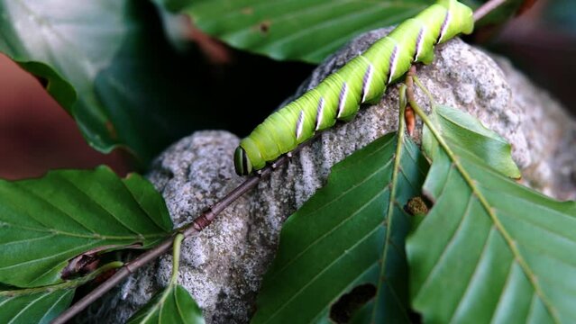 Privet hawk moth caterpillar (Sphinx ligustri) crawling along a thin tree branch.