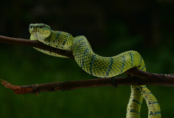 Tropidolaemus subannulatus, Bornean keeled green pit viper is a venomous pit viper species native to Indonesia
