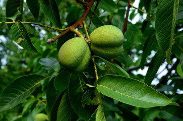 it overwinters in fallen leaves, husks of nut pods and fruits themselves under tree. sprout,...
