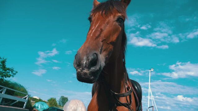 Horse's eyes blink close-up, the horse's muzzle copy space. The horse in the saddle is waiting. Horse hair flutters in the wind. Sunny day. Agriculture. Grazing horses without a shepherd.